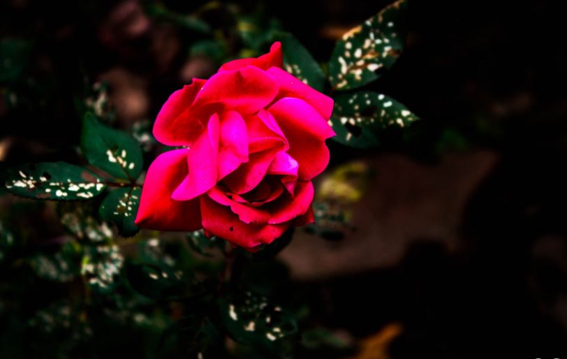 A picture taken of a pink rose.